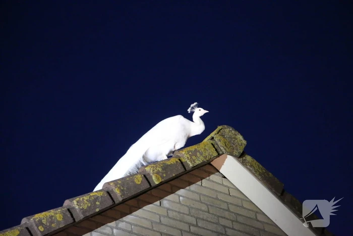 nieuws uitvaltij noordwijk