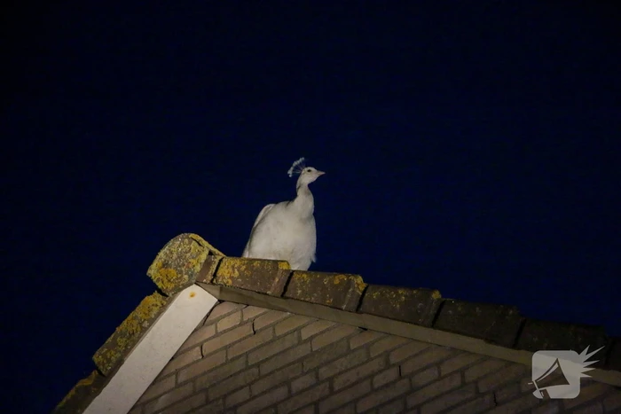 Pauw zoekt het hoger op en zit vast op het dak