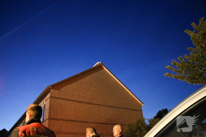 Pauw zoekt het hoger op en zit vast op het dak