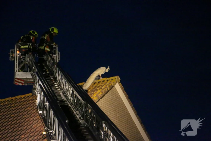 Pauw zoekt het hoger op en zit vast op het dak