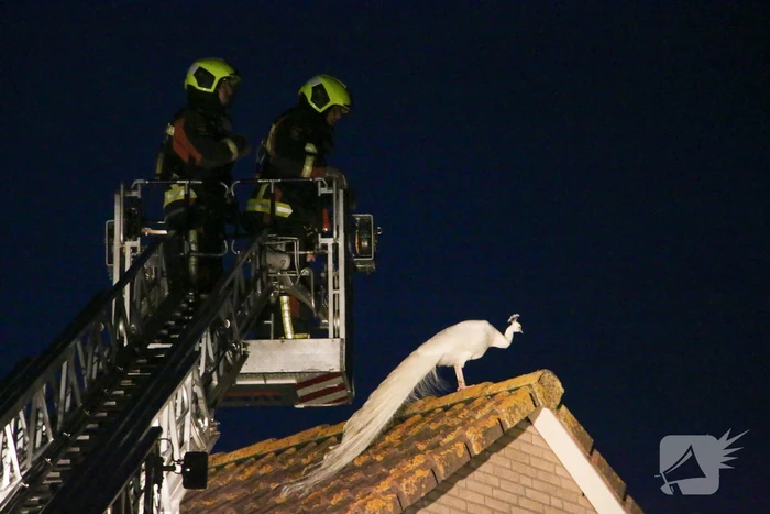 Pauw zoekt het hoger op en zit vast op het dak