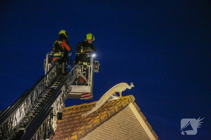Pauw zoekt het hoger op en zit vast op het dak