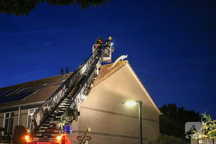 Pauw zoekt het hoger op en zit vast op het dak