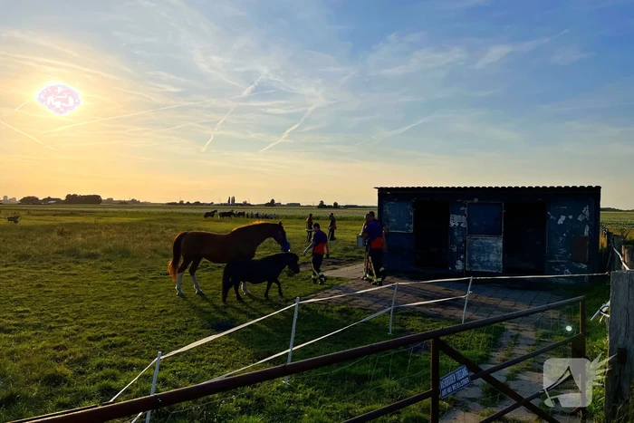 Paard uit sloot gehaald