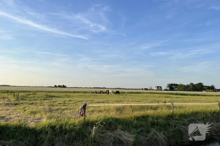 Paard uit sloot gehaald