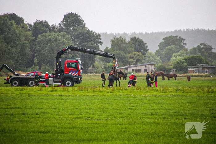Paard met kraan uit sloot getakeld