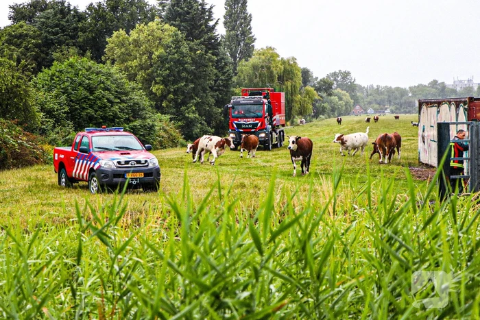 Paard met kraan uit sloot getakeld