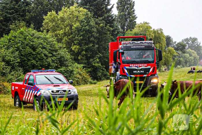 Paard met kraan uit sloot getakeld