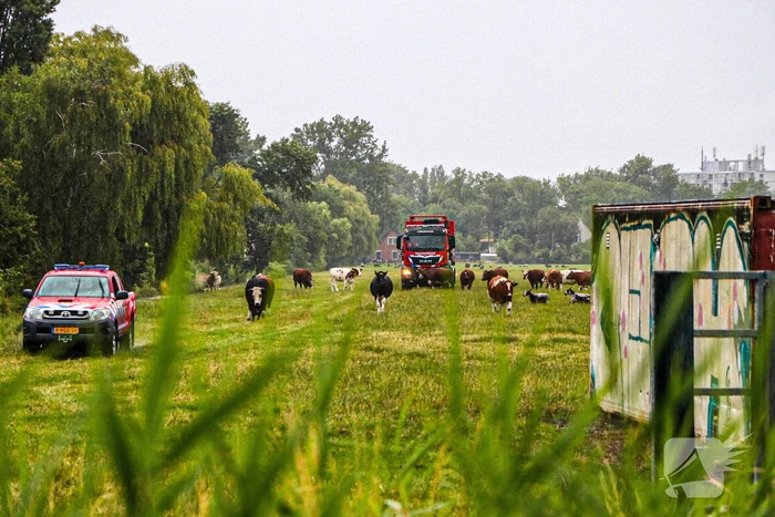 Paard met kraan uit sloot getakeld