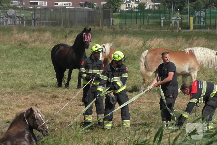 Paard vast in sloot