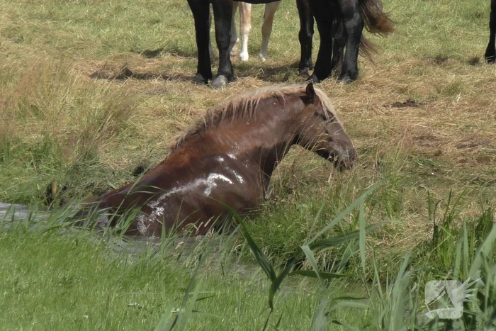 Paard vast in sloot
