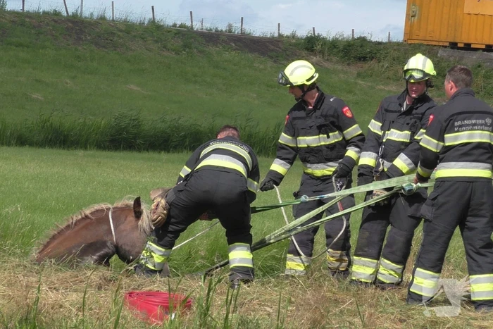 Paard vast in sloot