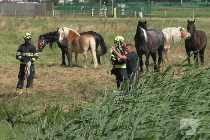 Paard vast in sloot