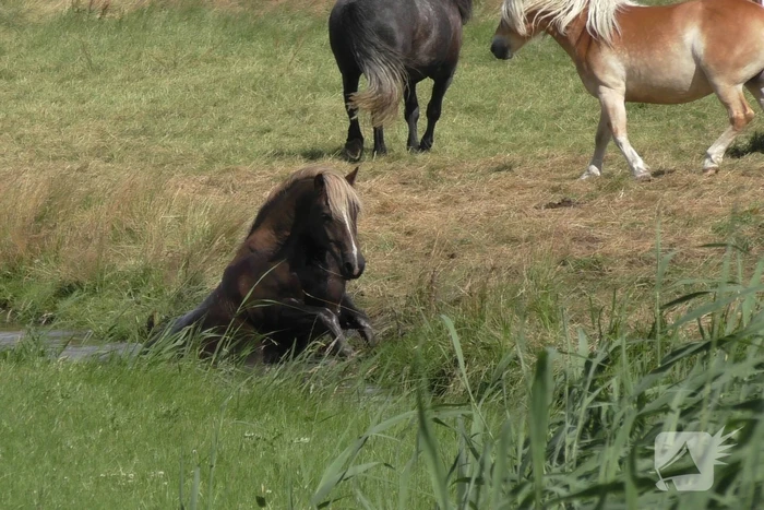 Paard vast in sloot