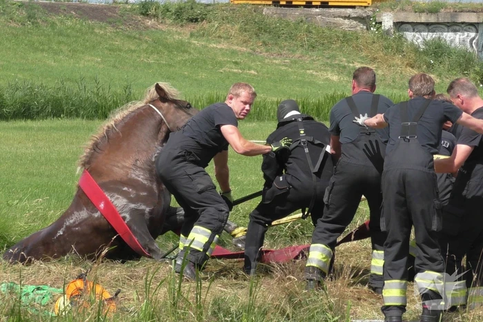 Paard vast in sloot