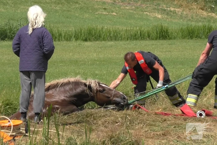 Paard vast in sloot