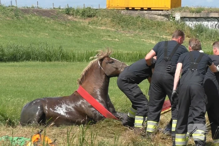 Paard vast in sloot