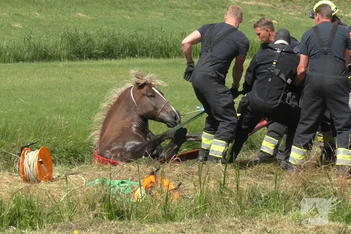 Paard vast in sloot