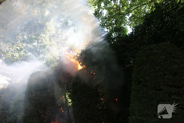 Coniferenhaag in brand door vuurwerk