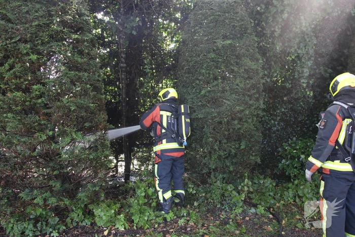 Coniferenhaag in brand door vuurwerk