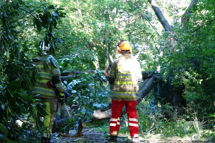 Grote boom dreigt over voetpad te vallen