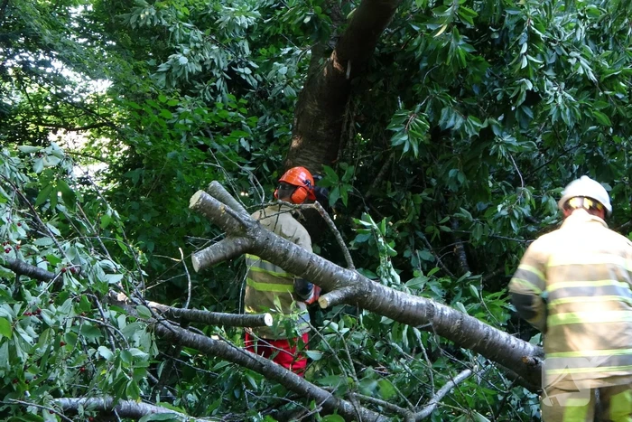 Grote boom dreigt over voetpad te vallen