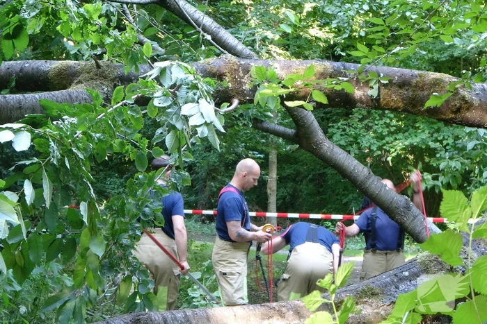 Grote boom dreigt over voetpad te vallen