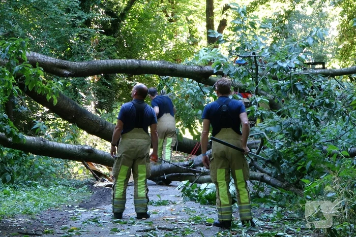 Grote boom dreigt over voetpad te vallen