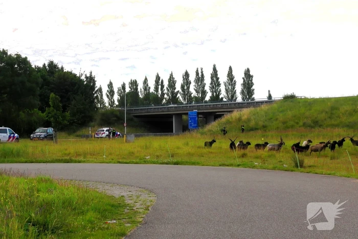 nieuws rijksweg a58 goes