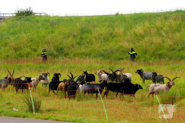 Kudde schapen langs de snelweg uitgebroken