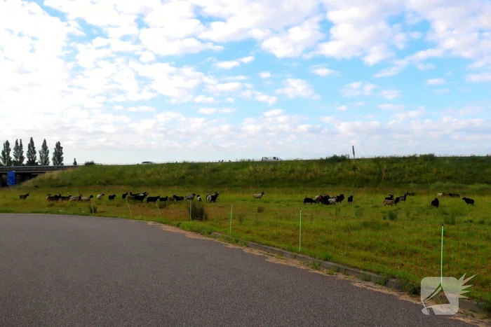 Kudde schapen langs de snelweg uitgebroken