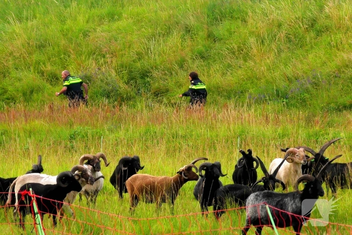 Kudde schapen langs de snelweg uitgebroken