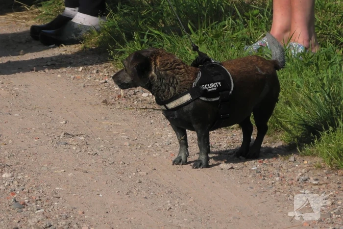 Hondje ontsnapt aan baasje en plonst in sloot