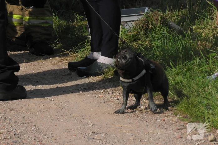 Hondje ontsnapt aan baasje en plonst in sloot