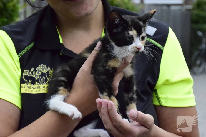 Jonge kat klimt in dashboard van auto