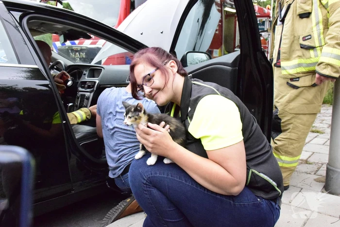 Jonge kat klimt in dashboard van auto