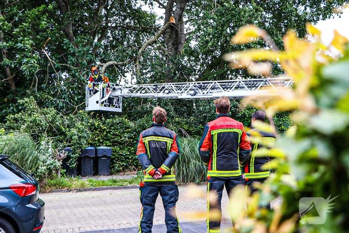 Grote tak van boom afgebroken over voetpad