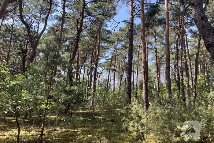 Flinke natuurbranden op de Brunssummerheide
