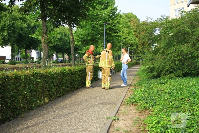 Meerdere kleine branden gesticht in bosschage