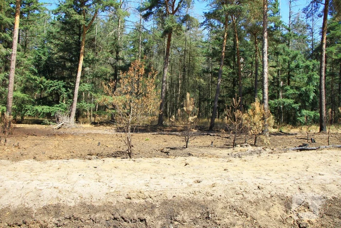 Stuk bosgebied in brand