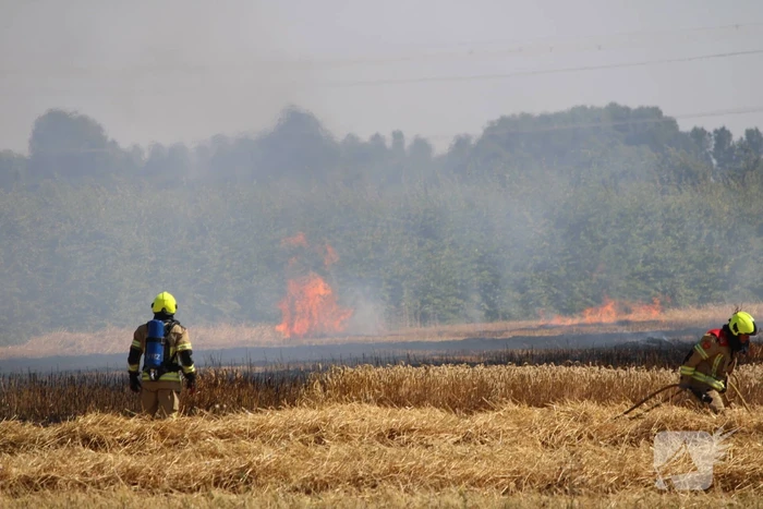 Flinke brand in graanveld