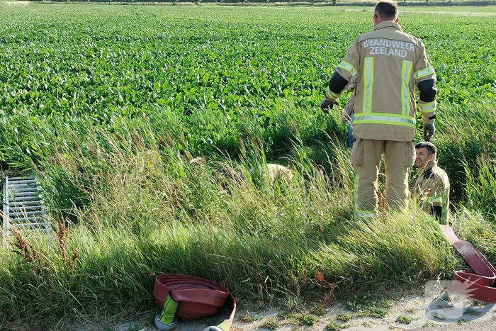 Veel mankrachten ingezet bij paard te water