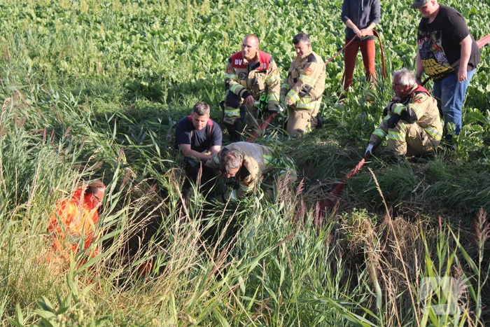 Veel mankrachten ingezet bij paard te water