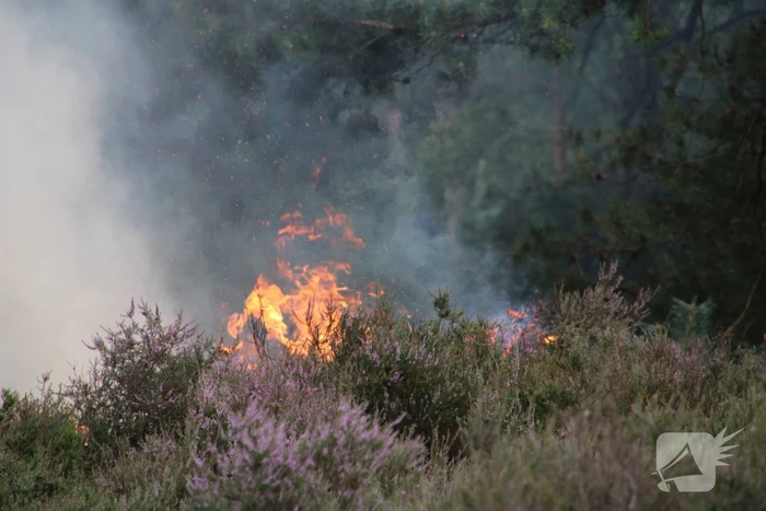 Kampvuur veroorzaakt heidebrand