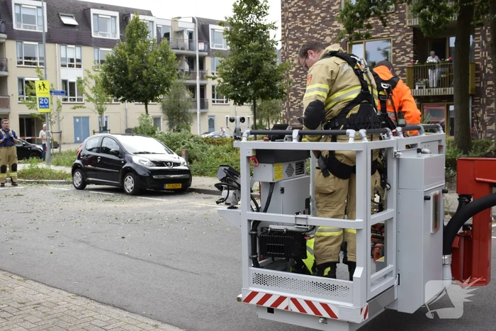 Grote tak breekt van boom af