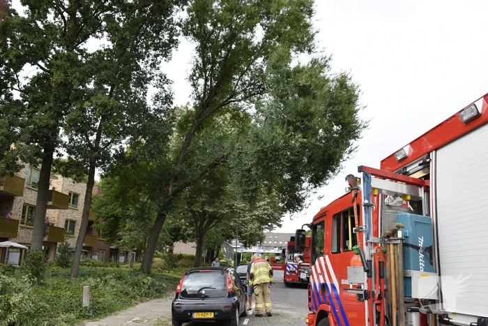 Grote tak breekt van boom af