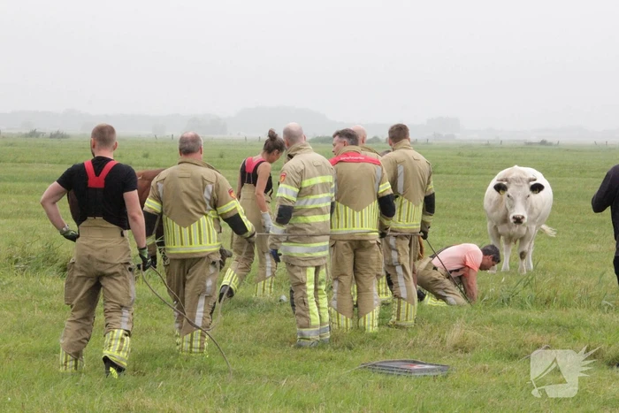 Koe springt twee keer in een sloot