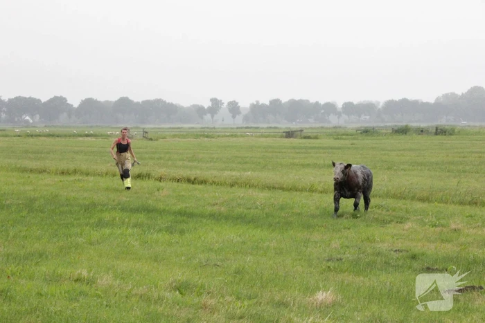 Koe springt twee keer in een sloot