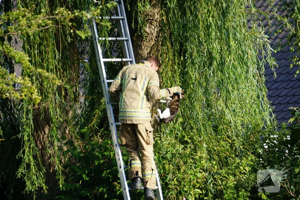 Kluut Nieuws Sommelsdijk 