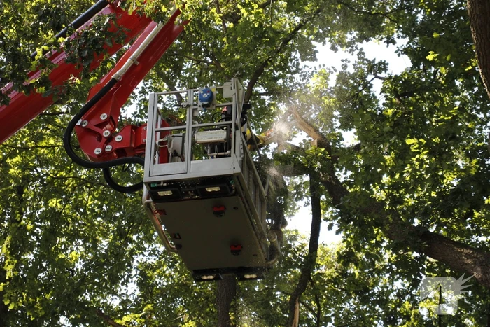 Brandweer haalt gevaarlijk hangende takken uit boom